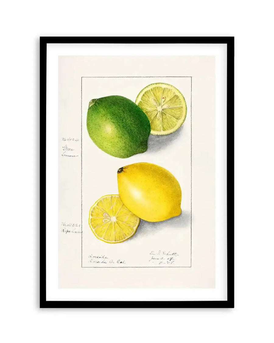 Lemon & Lime Vintage Poster Art Print from Olive et Oriel where you can shop wallpaper and artworks online