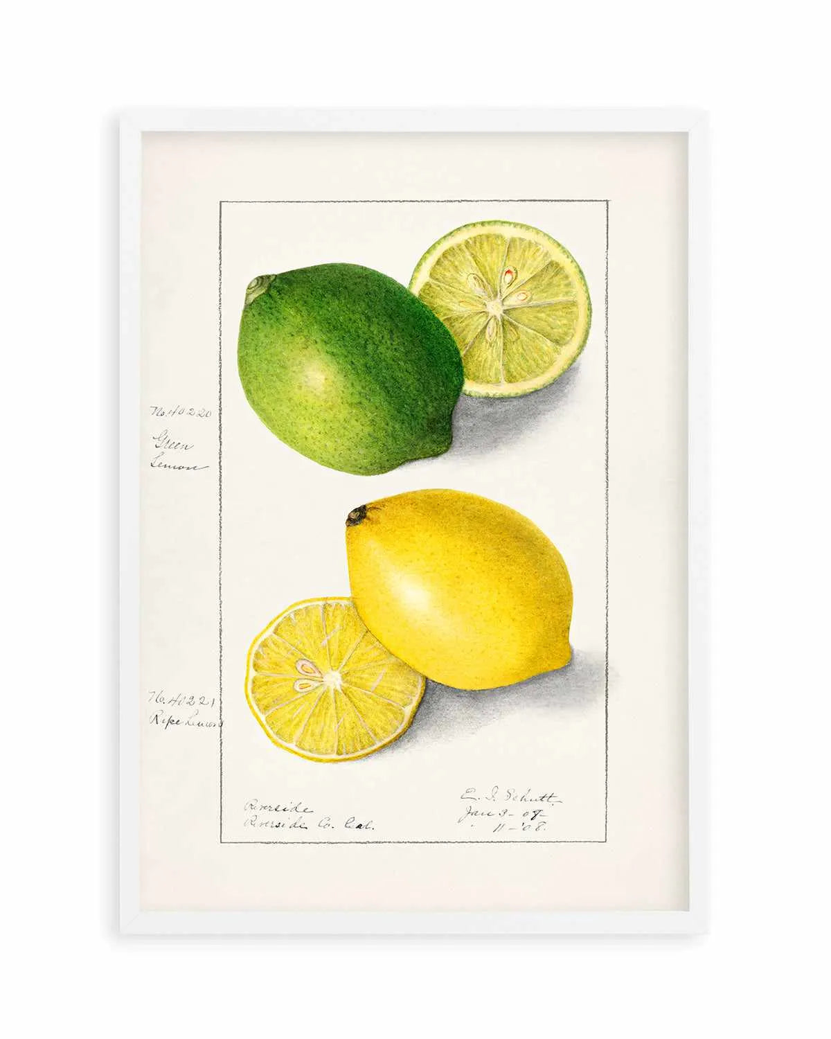 Lemon & Lime Vintage Poster Art Print from Olive et Oriel where you can shop wallpaper and artworks online