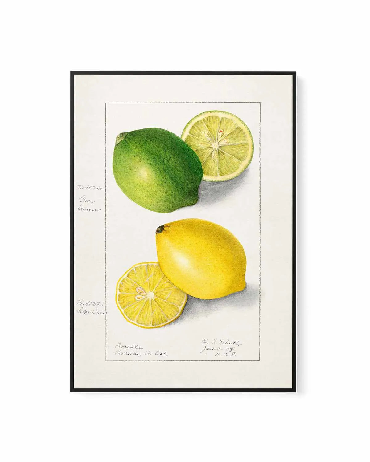 Lemon & Lime Vintage Poster | Framed Canvas Art Print from Olive et Oriel where you can shop wallpaper and artworks online