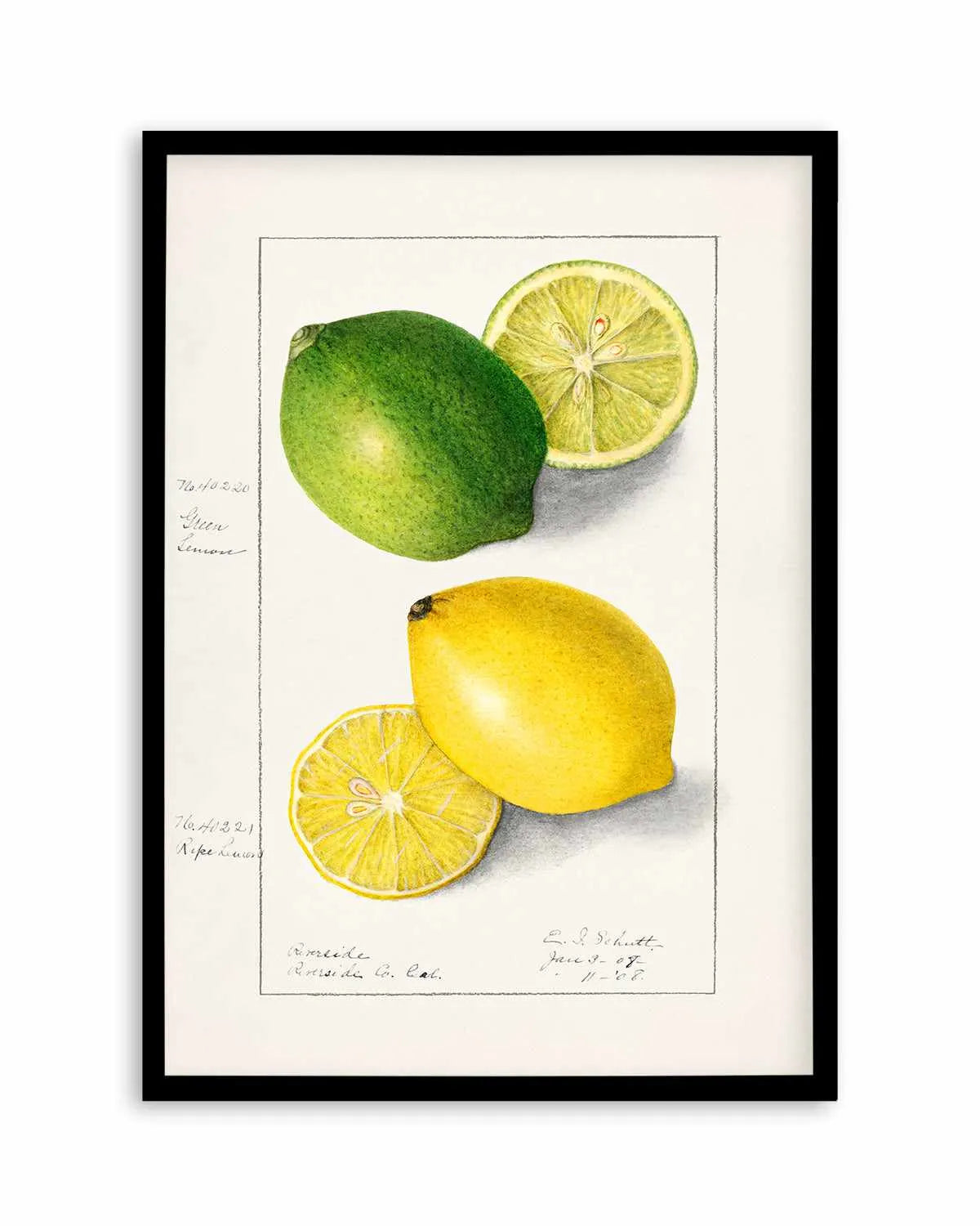 Lemon & Lime Vintage Poster Art Print from Olive et Oriel where you can shop wallpaper and artworks online