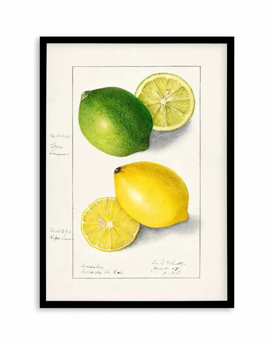 Lemon & Lime Vintage Poster Art Print from Olive et Oriel where you can shop wallpaper and artworks online