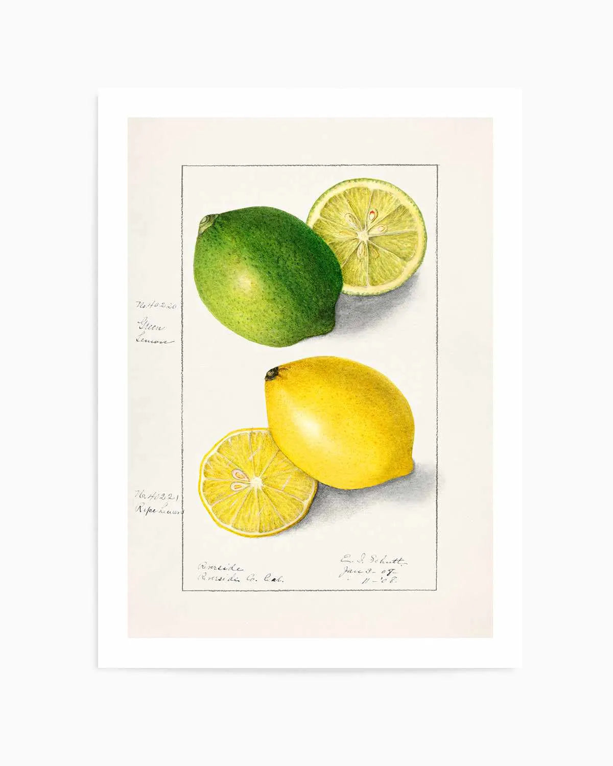 Lemon & Lime Vintage Poster Art Print from Olive et Oriel where you can shop wallpaper and artworks online