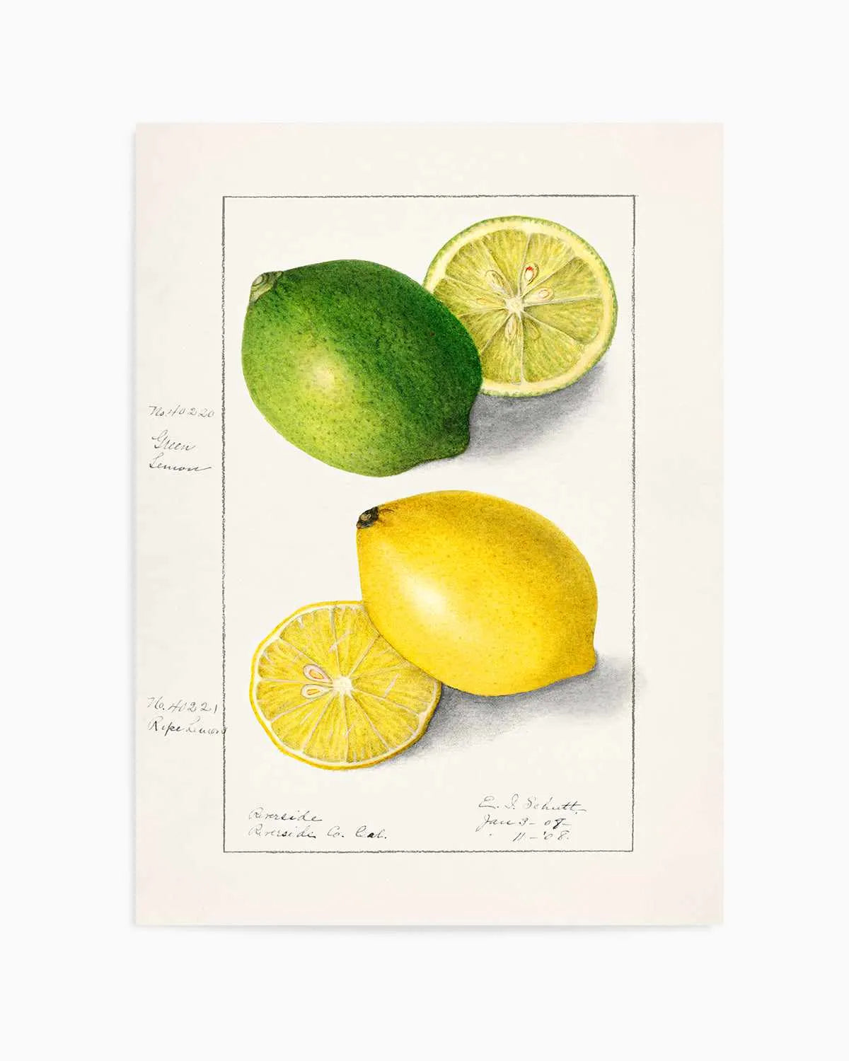 Lemon & Lime Vintage Poster Art Print from Olive et Oriel where you can shop wallpaper and artworks online