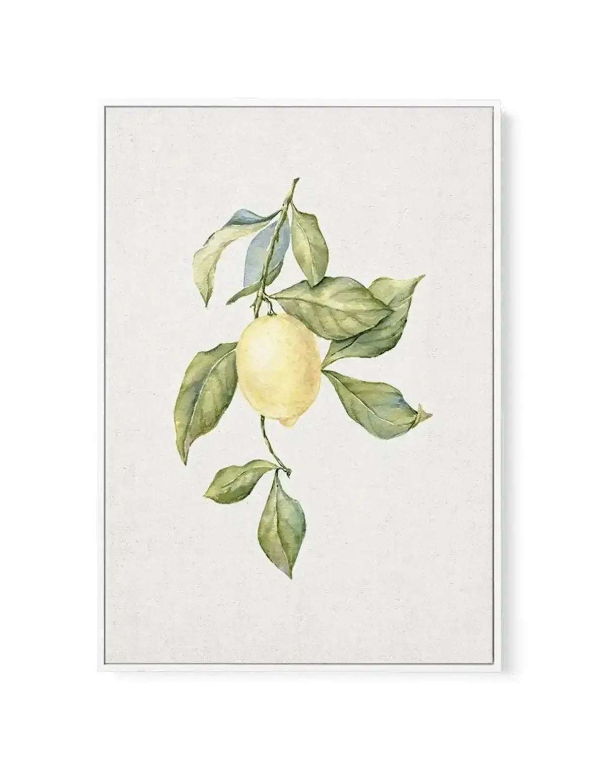 Lemons on Linen I | Framed Canvas-CANVAS-You can shop wall art online with Olive et Oriel for everything from abstract art to fun kids wall art. Our beautiful modern art prints and canvas art are available from large canvas prints to wall art paintings and our proudly Australian artwork collection offers only the highest quality framed large wall art and canvas art Australia - You can buy fashion photography prints or Hampton print posters and paintings on canvas from Olive et Oriel and have the