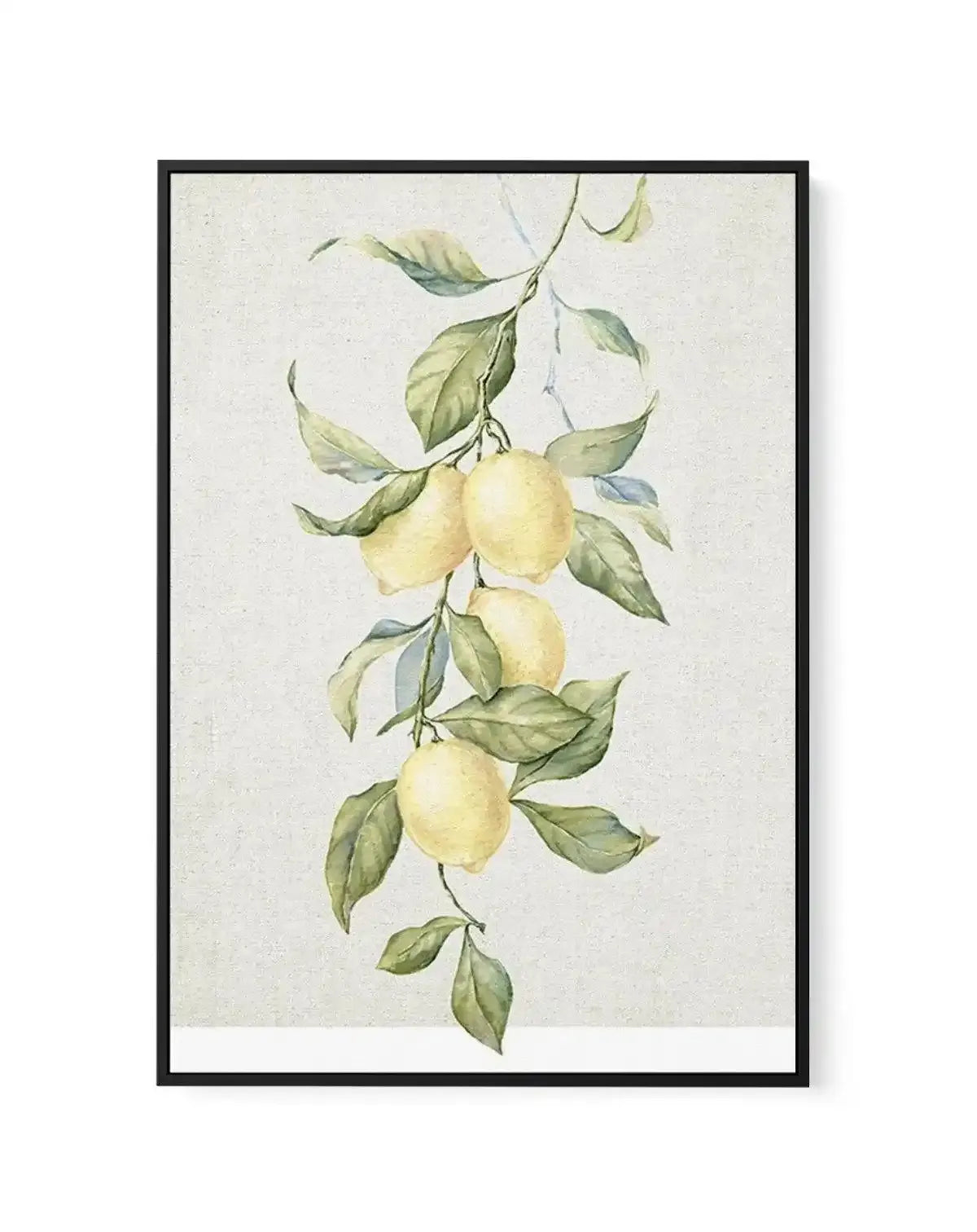Lemons on Linen II | Framed Canvas-CANVAS-You can shop wall art online with Olive et Oriel for everything from abstract art to fun kids wall art. Our beautiful modern art prints and canvas art are available from large canvas prints to wall art paintings and our proudly Australian artwork collection offers only the highest quality framed large wall art and canvas art Australia - You can buy fashion photography prints or Hampton print posters and paintings on canvas from Olive et Oriel and have th