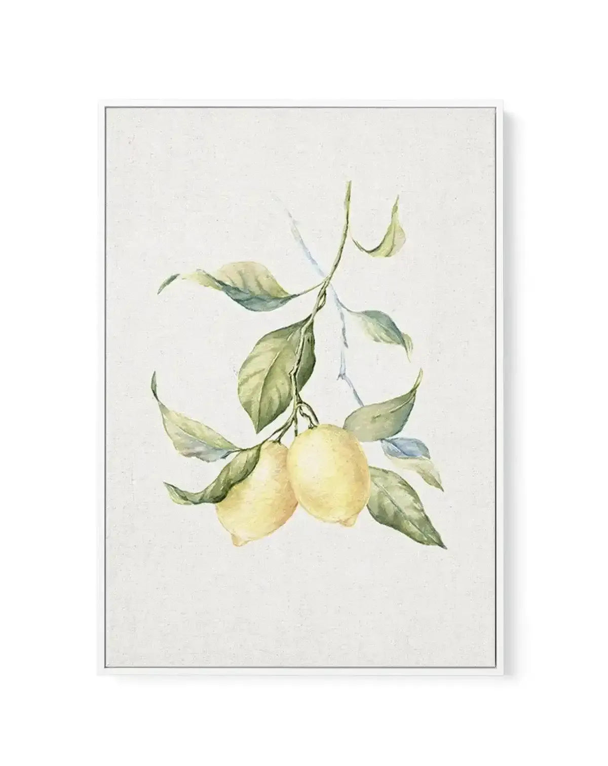 Lemons on Linen III | Framed Canvas-CANVAS-You can shop wall art online with Olive et Oriel for everything from abstract art to fun kids wall art. Our beautiful modern art prints and canvas art are available from large canvas prints to wall art paintings and our proudly Australian artwork collection offers only the highest quality framed large wall art and canvas art Australia - You can buy fashion photography prints or Hampton print posters and paintings on canvas from Olive et Oriel and have t