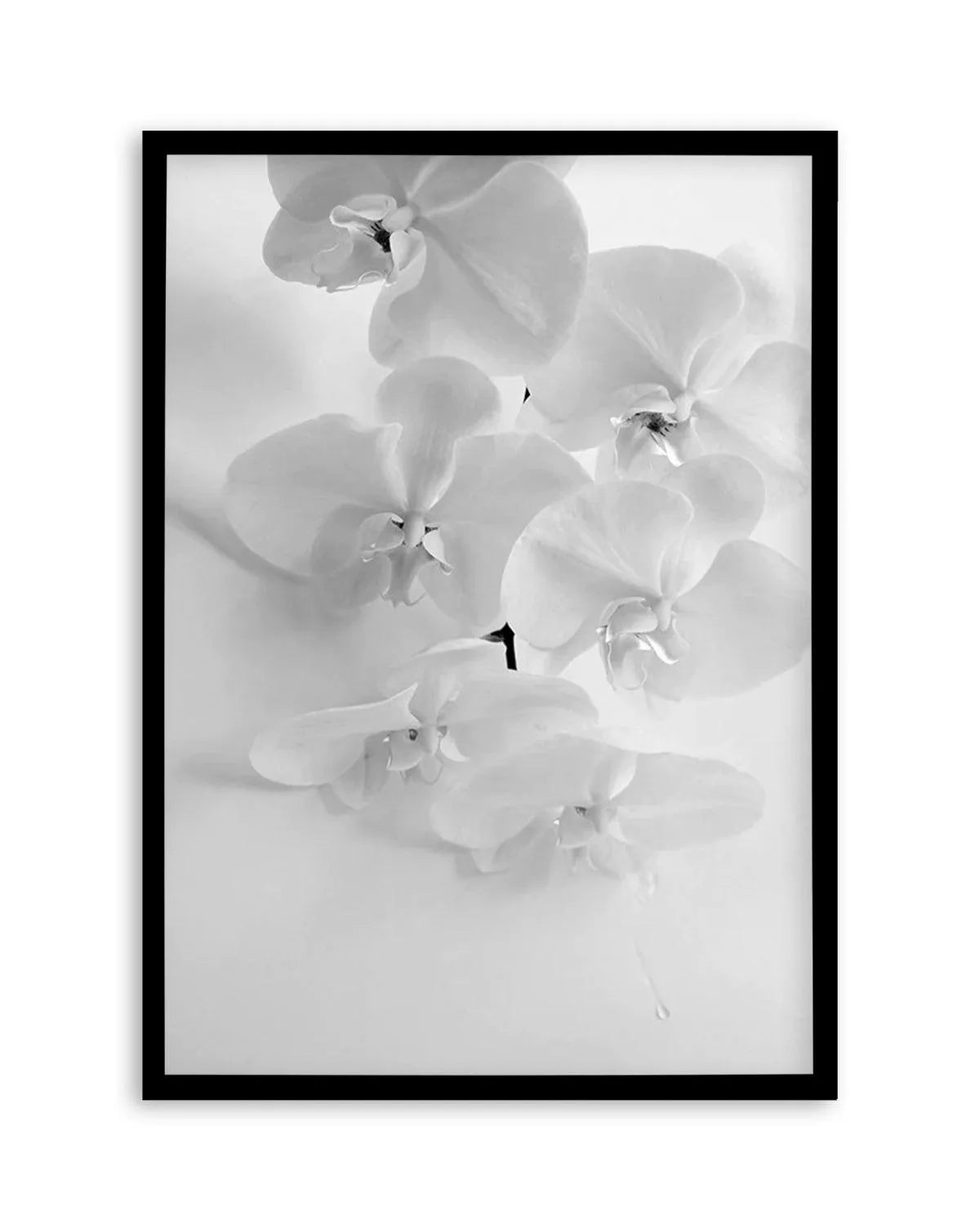 Les Orchids from Olive et Oriel where you can shop wallpaper and artworks online