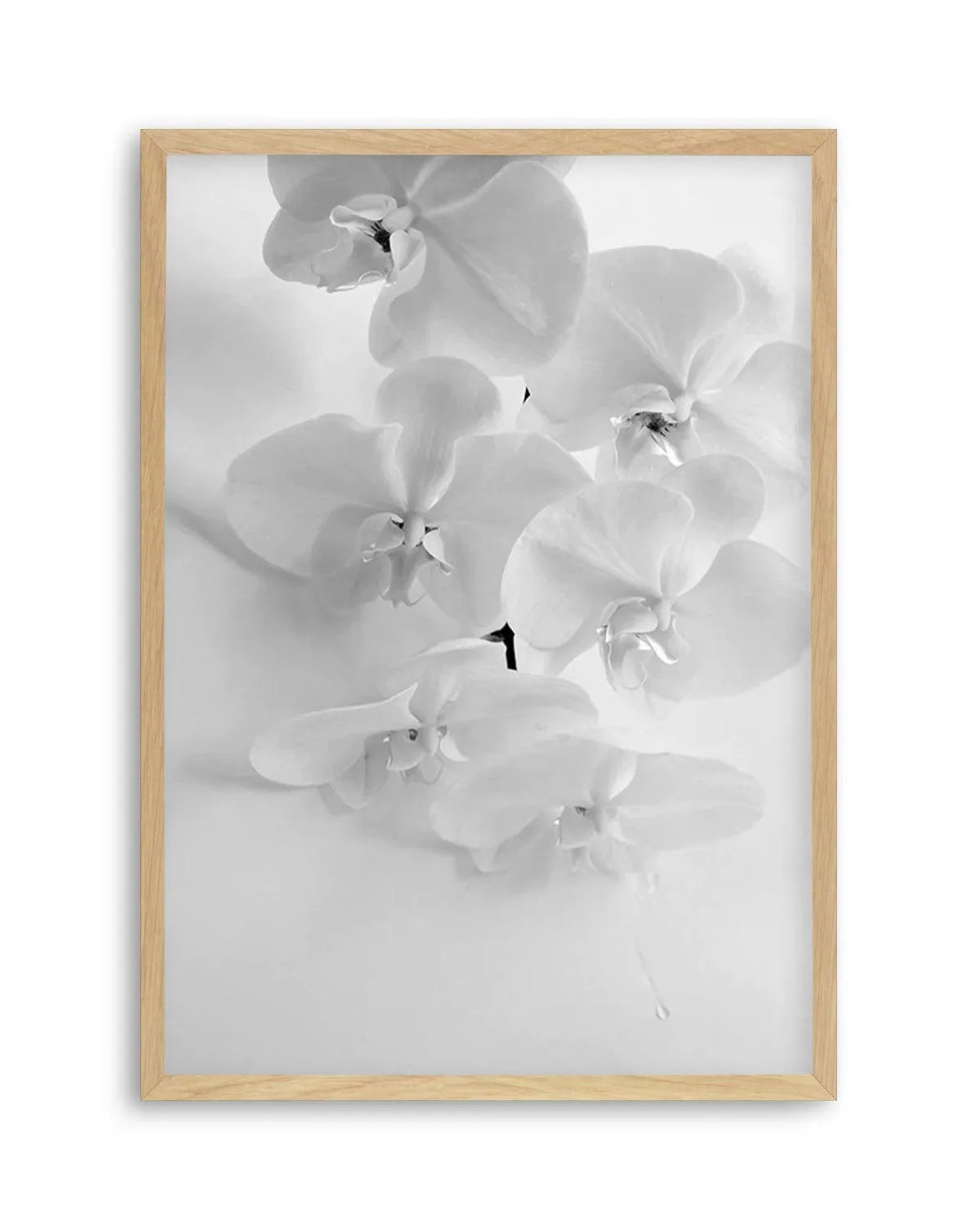 Les Orchids from Olive et Oriel where you can shop wallpaper and artworks online