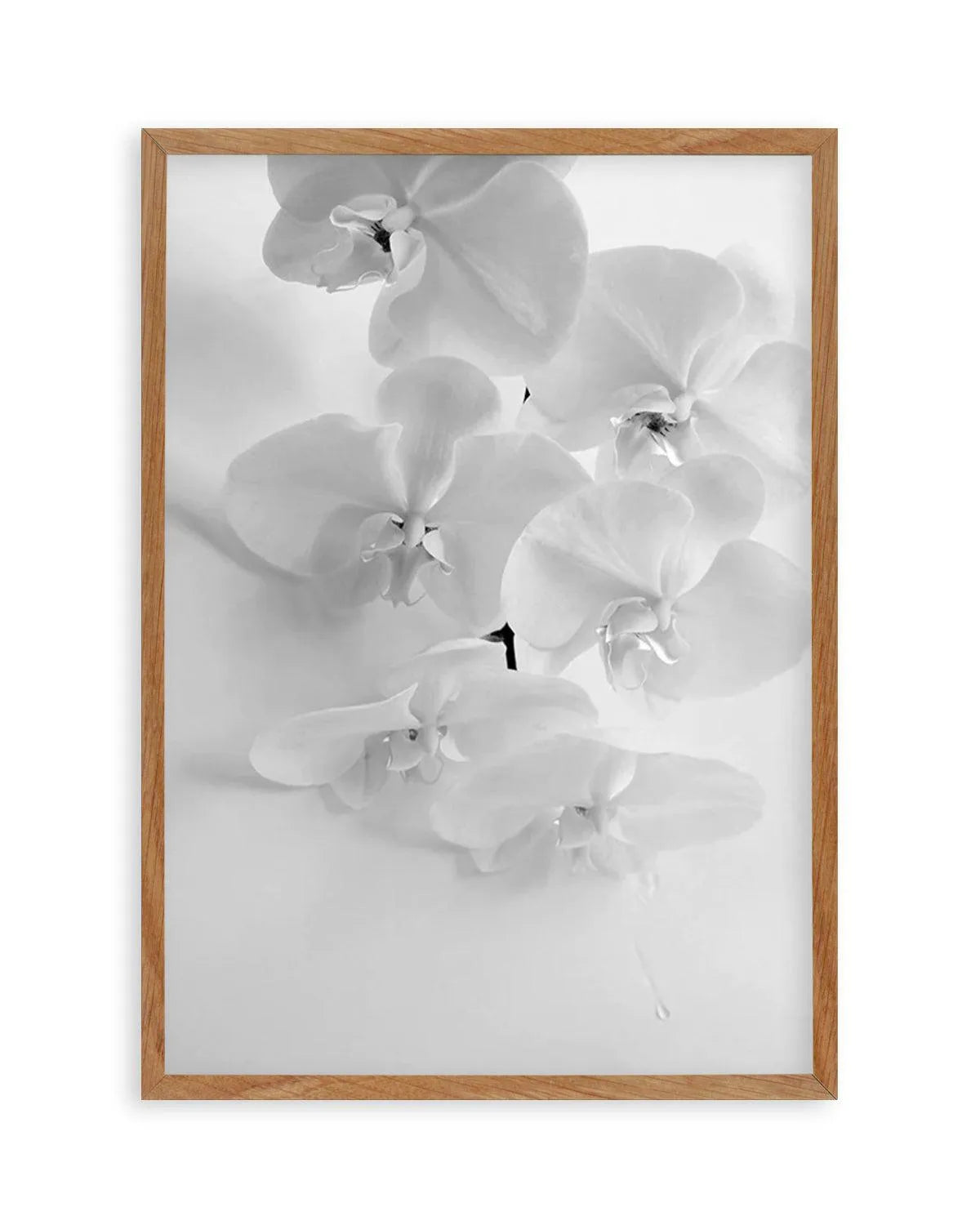 Les Orchids from Olive et Oriel where you can shop wallpaper and artworks online