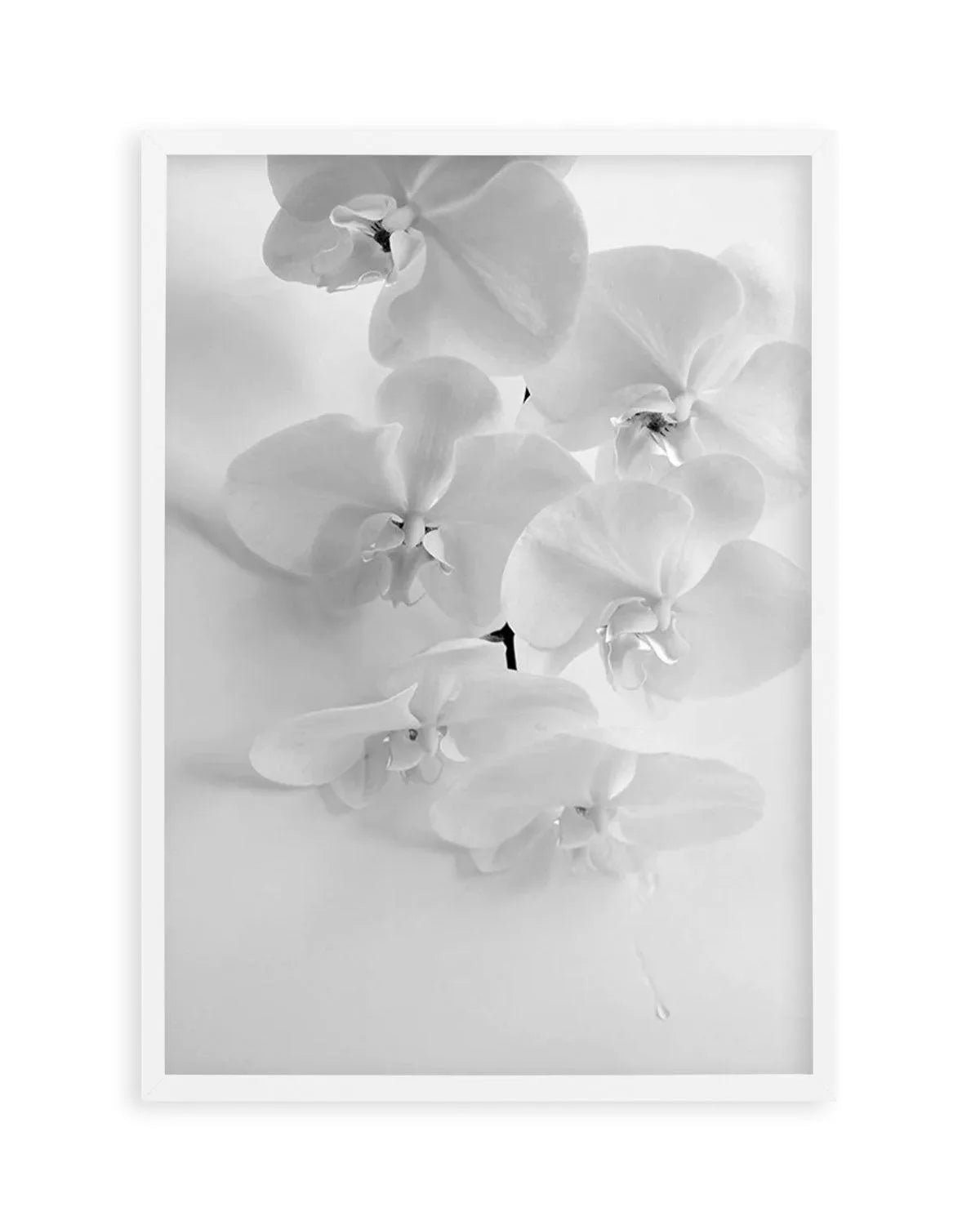 Les Orchids from Olive et Oriel where you can shop wallpaper and artworks online