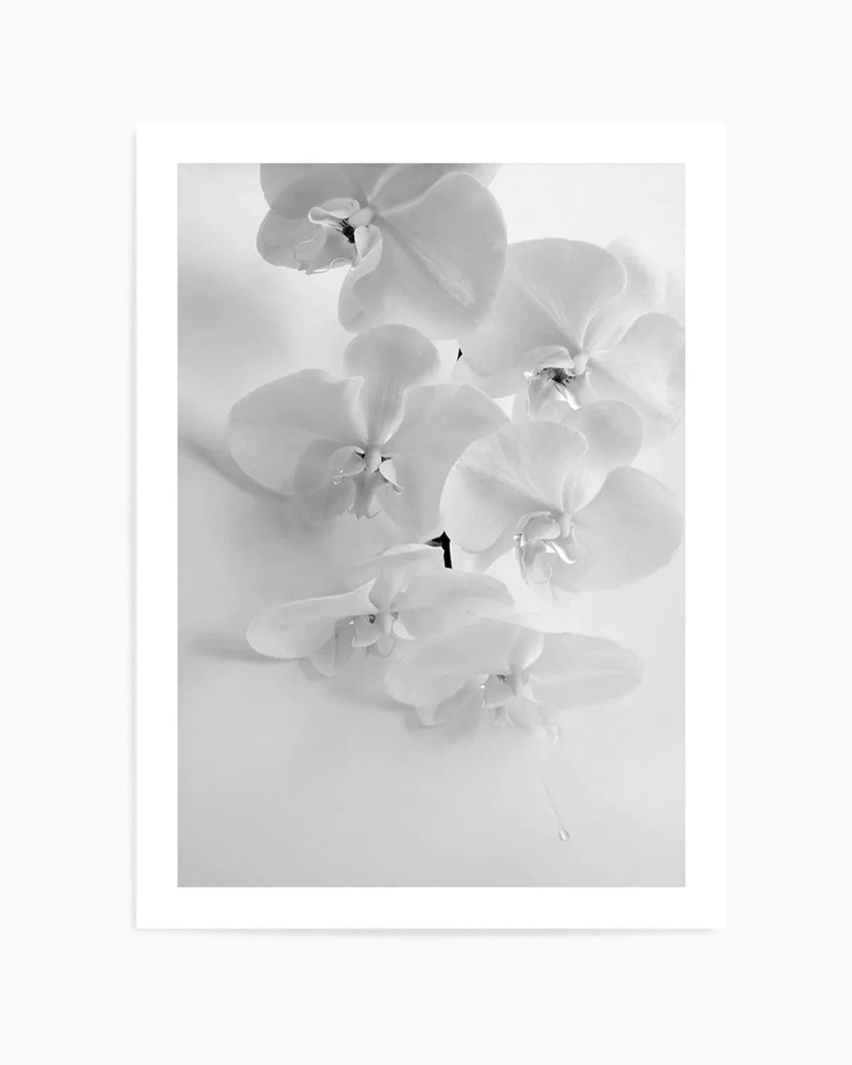 Les Orchids from Olive et Oriel where you can shop wallpaper and artworks online