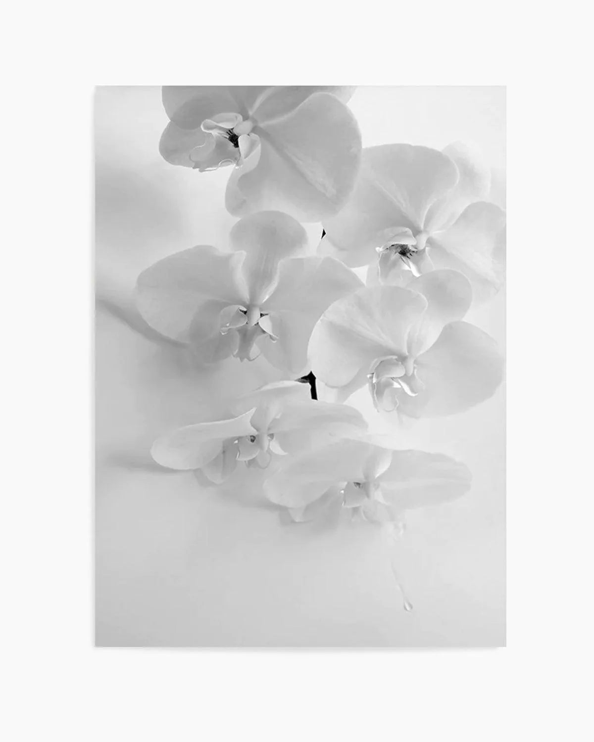 Les Orchids from Olive et Oriel where you can shop wallpaper and artworks online