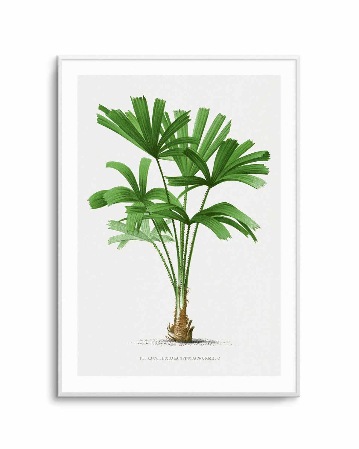 Licuala Spinosa Vintage Palm Poster Art Print