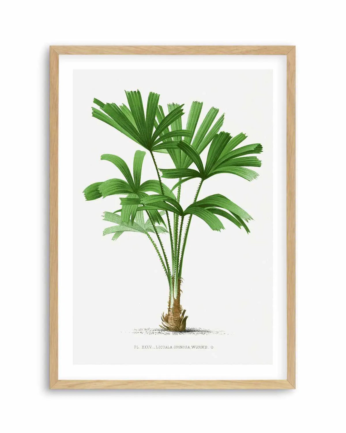 Licuala Spinosa Vintage Palm Poster Art Print from Olive et Oriel where you can shop wallpaper and artworks online