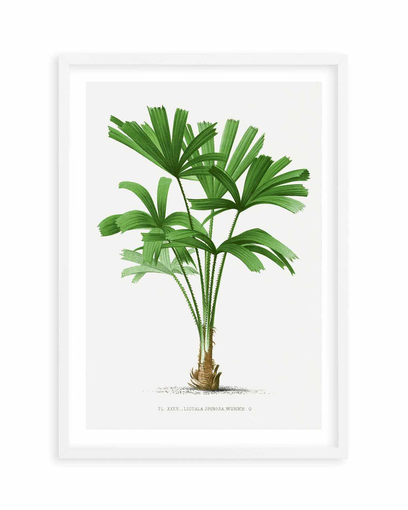 Licuala Spinosa Vintage Palm Poster Art Print