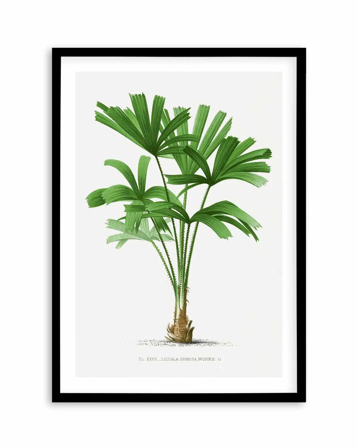 Licuala Spinosa Vintage Palm Poster Art Print from Olive et Oriel where you can shop wallpaper and artworks online