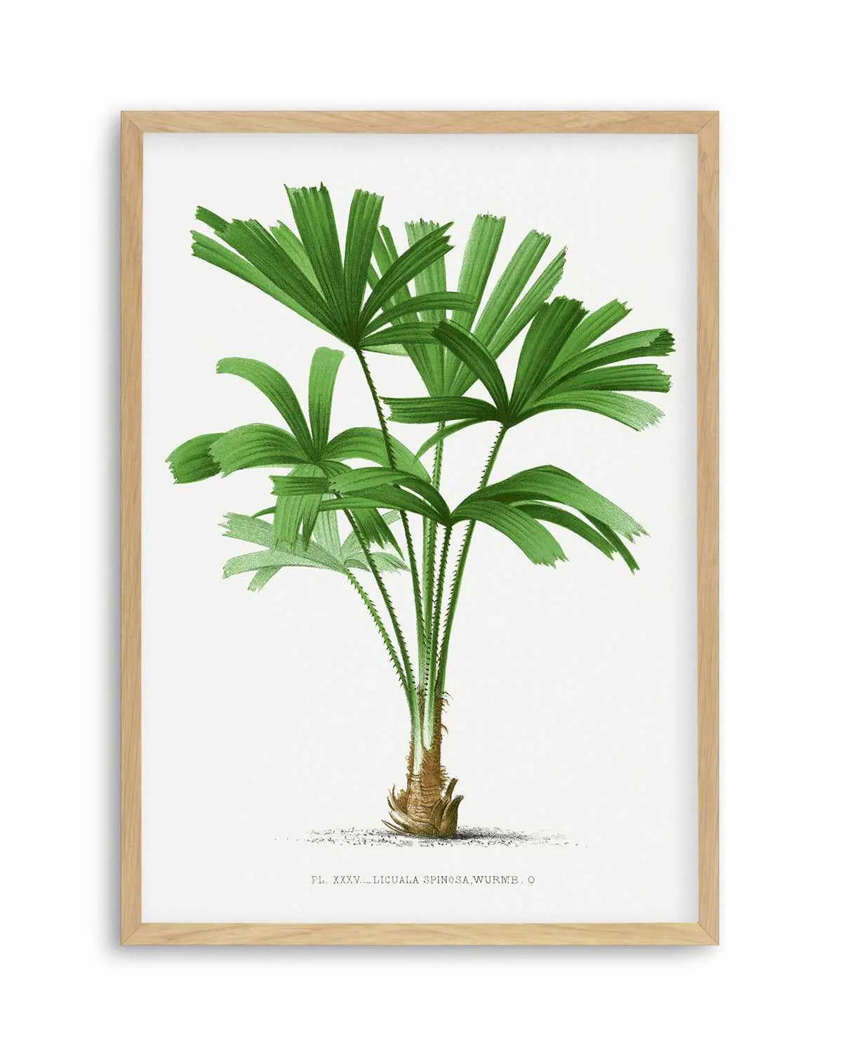Licuala Spinosa Vintage Palm Poster Art Print from Olive et Oriel where you can shop wallpaper and artworks online