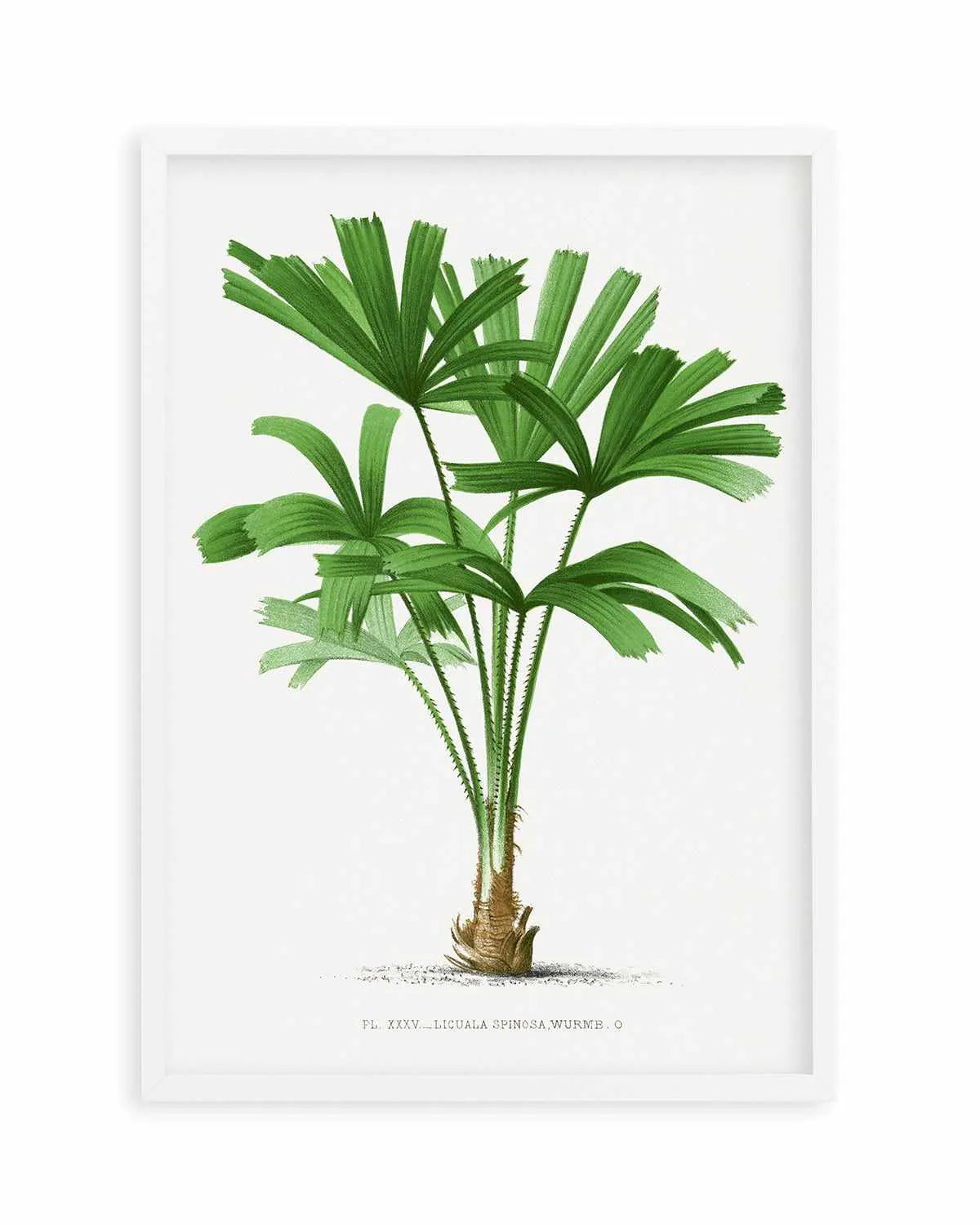 Licuala Spinosa Vintage Palm Poster Art Print from Olive et Oriel where you can shop wallpaper and artworks online