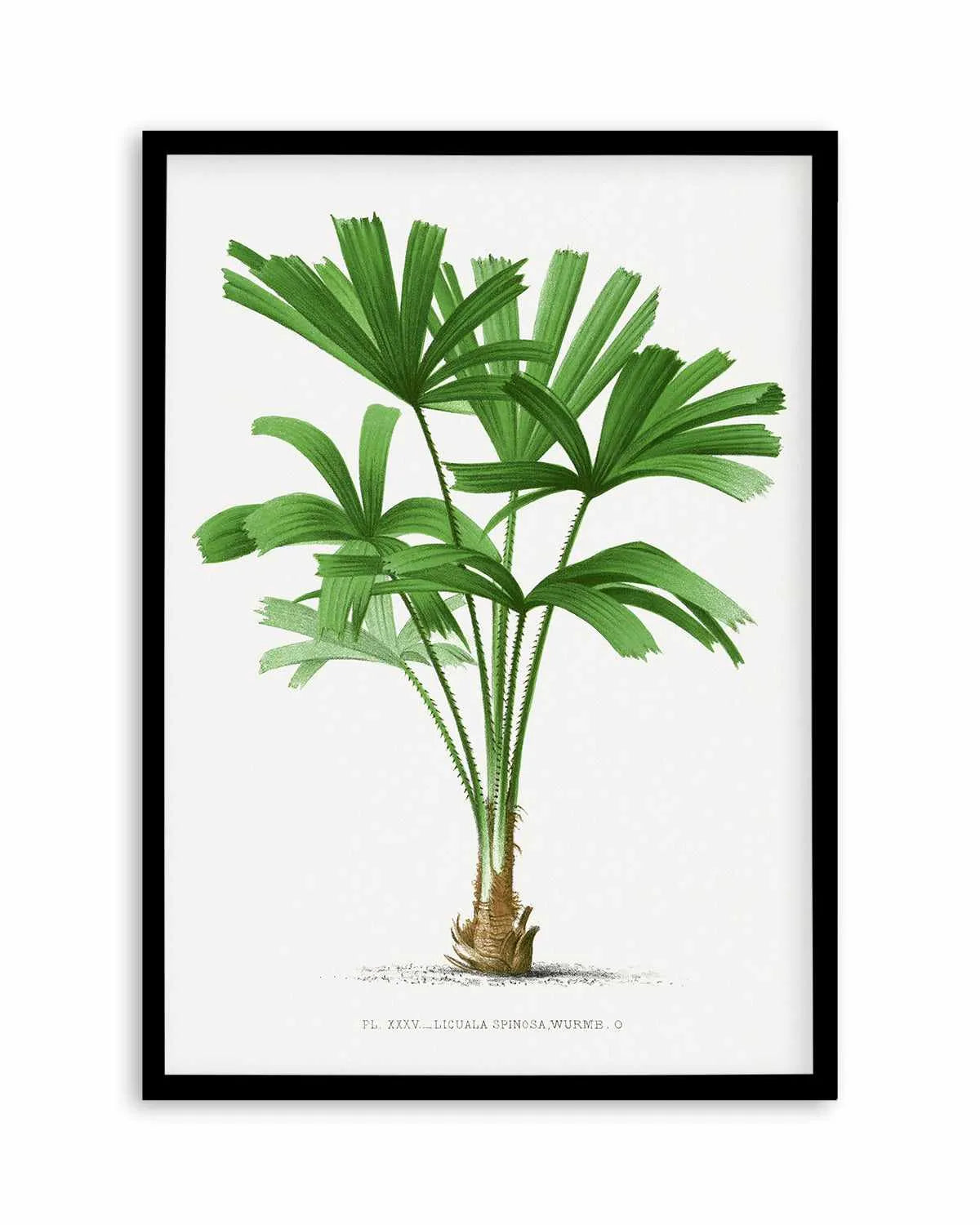 Licuala Spinosa Vintage Palm Poster Art Print from Olive et Oriel where you can shop wallpaper and artworks online