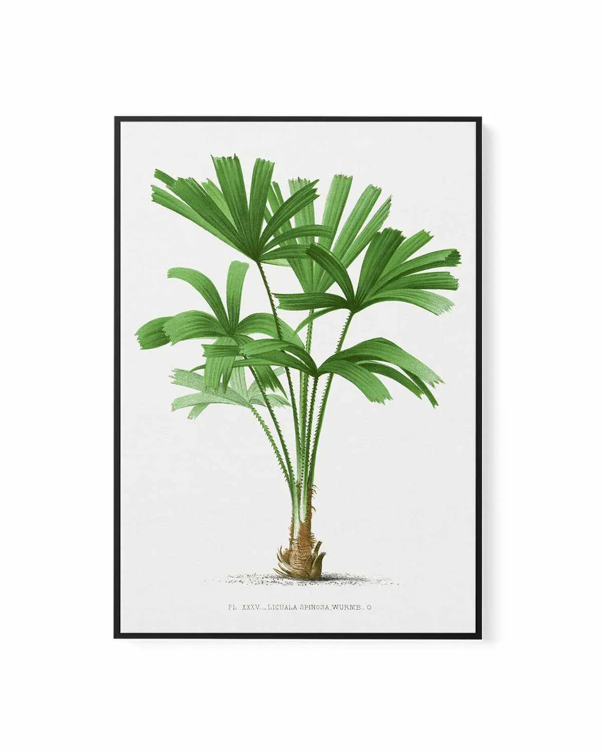Licuala Spinosa Vintage Palm Poster | Framed Canvas Art Print from Olive et Oriel where you can shop wallpaper and artworks online