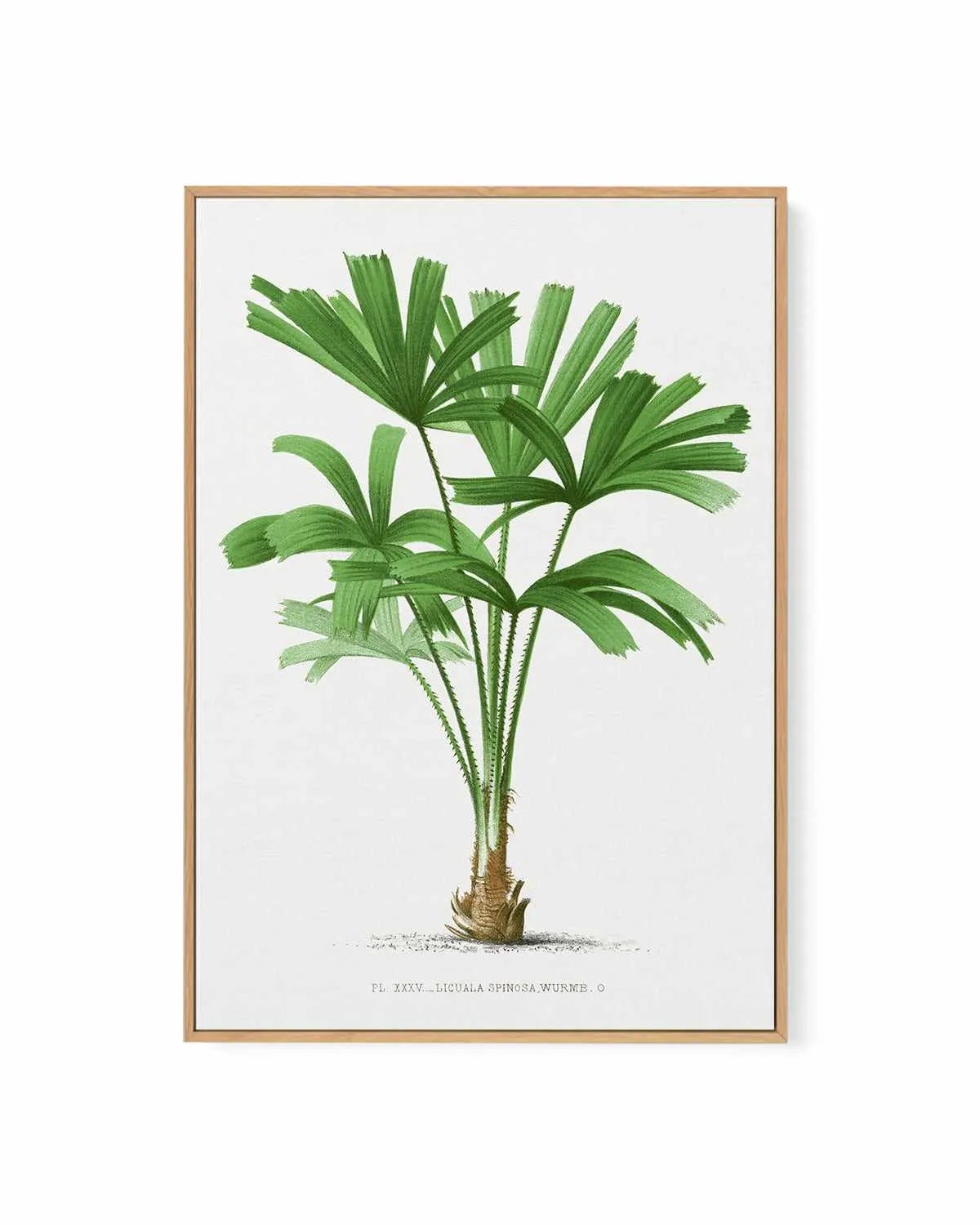 Licuala Spinosa Vintage Palm Poster | Framed Canvas Art Print from Olive et Oriel where you can shop wallpaper and artworks online