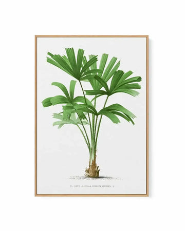 Licuala Spinosa Vintage Palm Poster | Framed Canvas Art Print from Olive et Oriel where you can shop wallpaper and artworks online