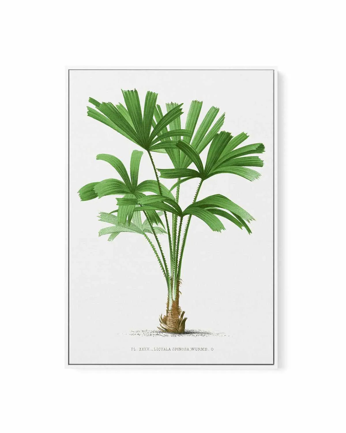 Licuala Spinosa Vintage Palm Poster | Framed Canvas Art Print from Olive et Oriel where you can shop wallpaper and artworks online
