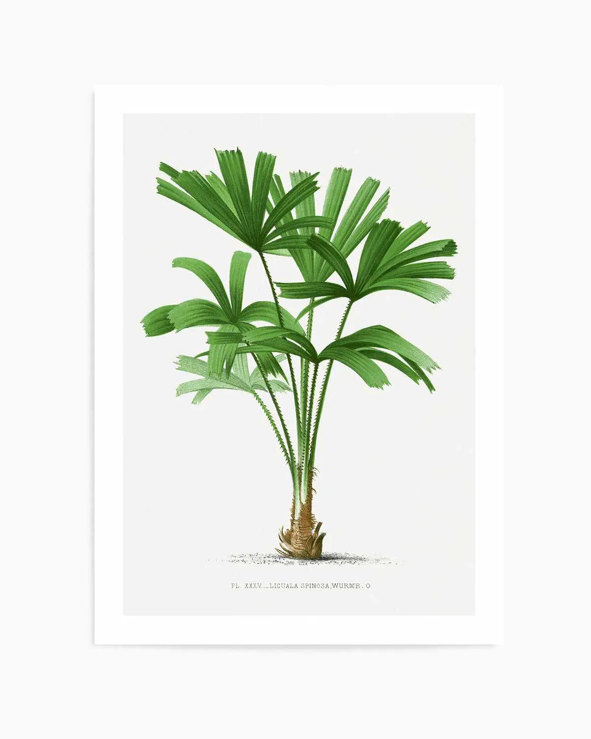 Licuala Spinosa Vintage Palm Poster Art Print from Olive et Oriel where you can shop wallpaper and artworks online