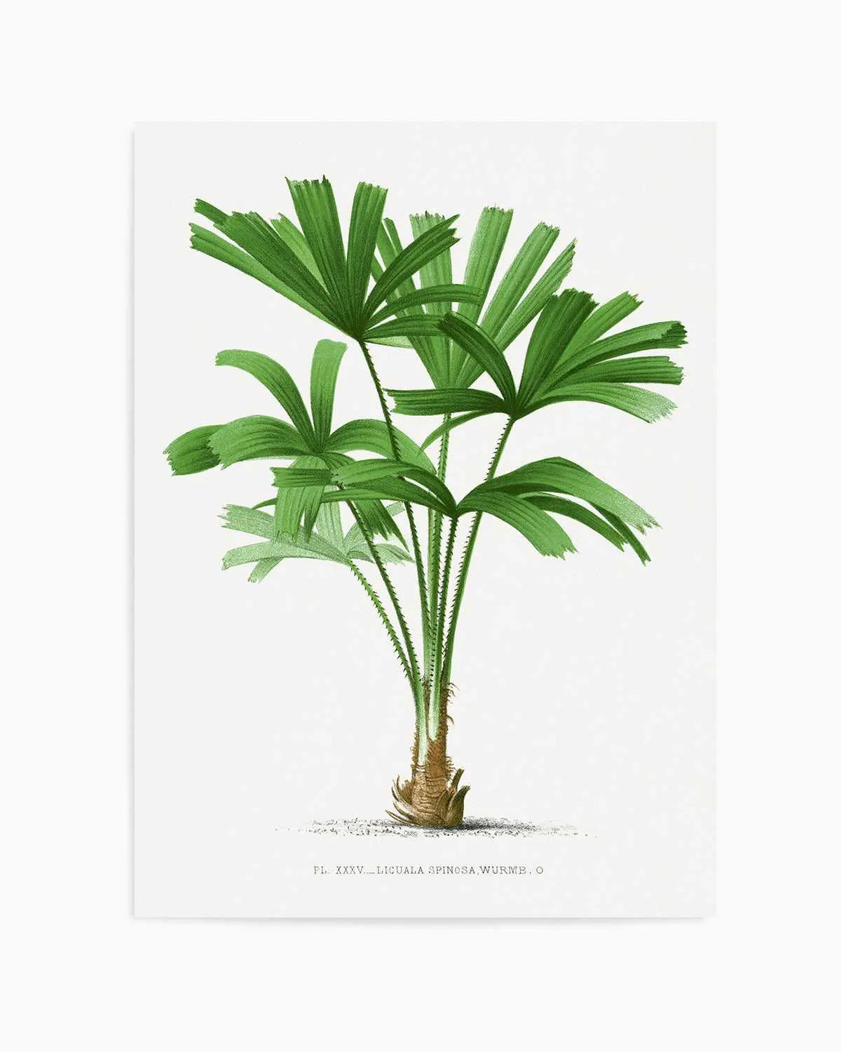 Licuala Spinosa Vintage Palm Poster Art Print from Olive et Oriel where you can shop wallpaper and artworks online