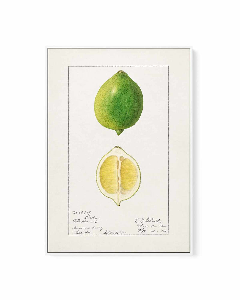 Lime Vintage Poster | Framed Canvas Art Print