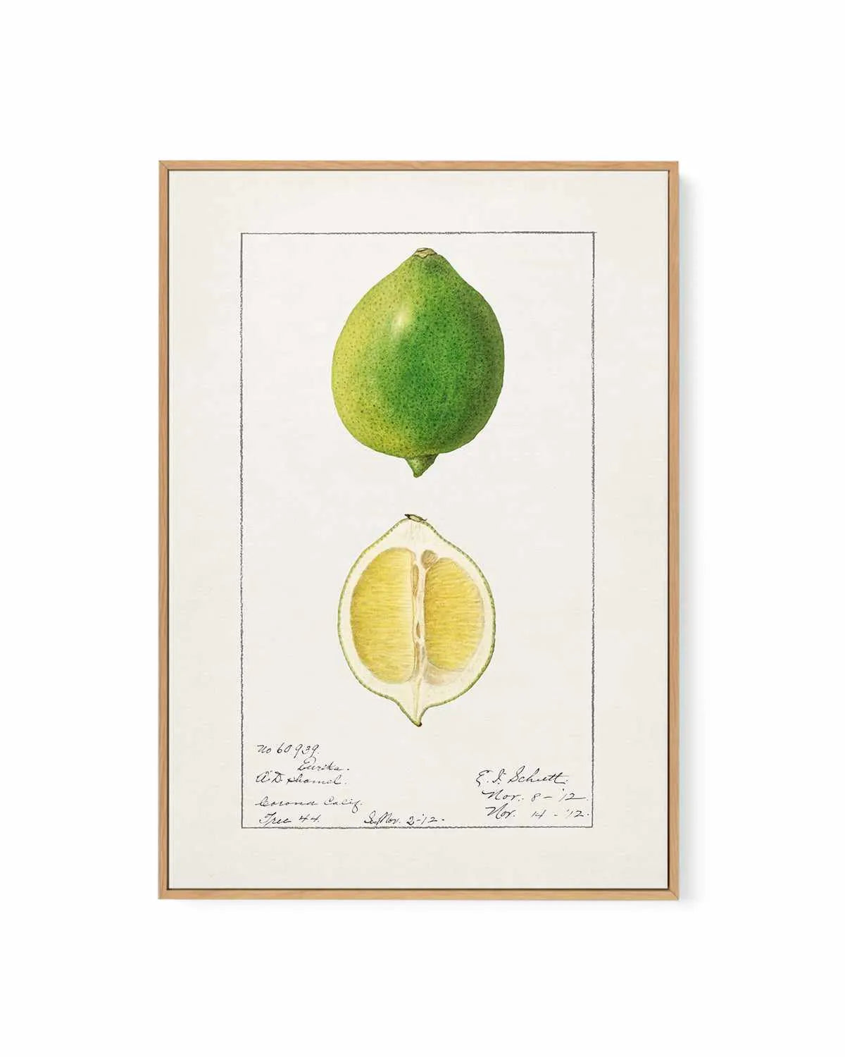 Lime Vintage Poster | Framed Canvas Art Print from Olive et Oriel where you can shop wallpaper and artworks online