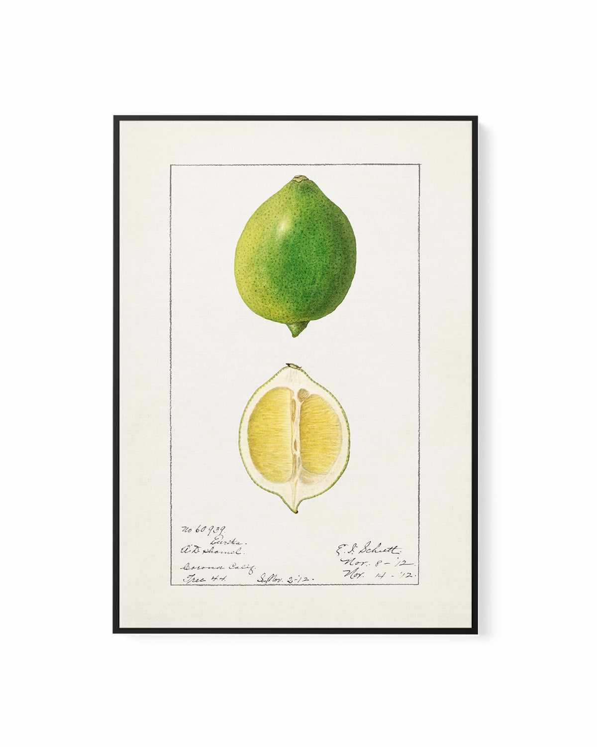 Lime Vintage Poster | Framed Canvas Art Print