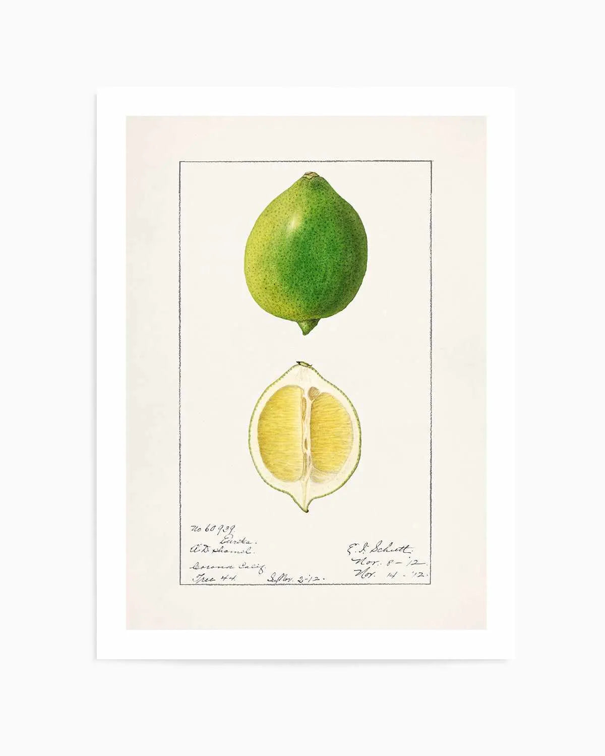 Lime Vintage Poster Art Print from Olive et Oriel where you can shop wallpaper and artworks online