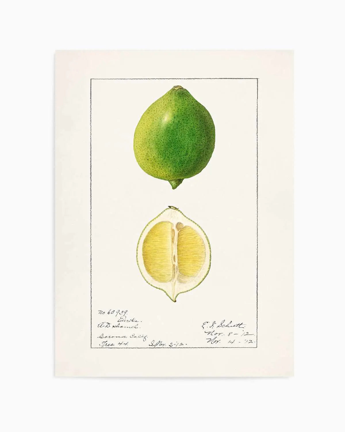 Lime Vintage Poster Art Print from Olive et Oriel where you can shop wallpaper and artworks online