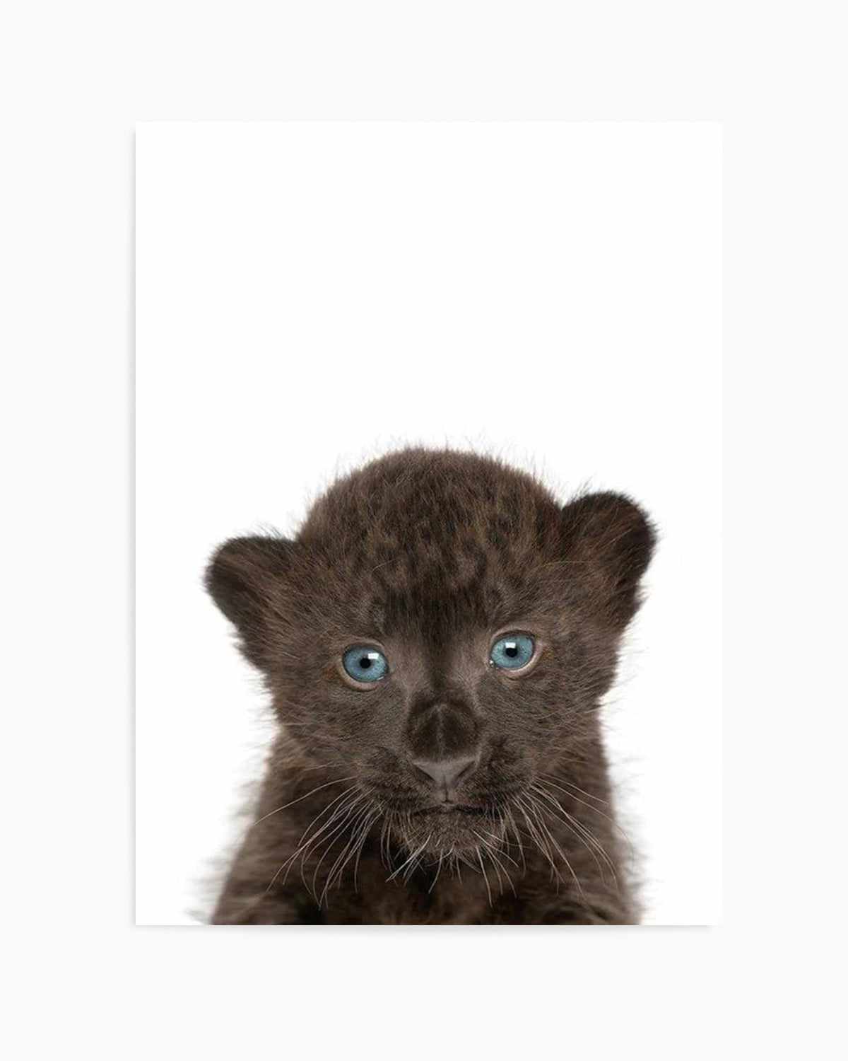 Little Black Leopard Cub Art Print