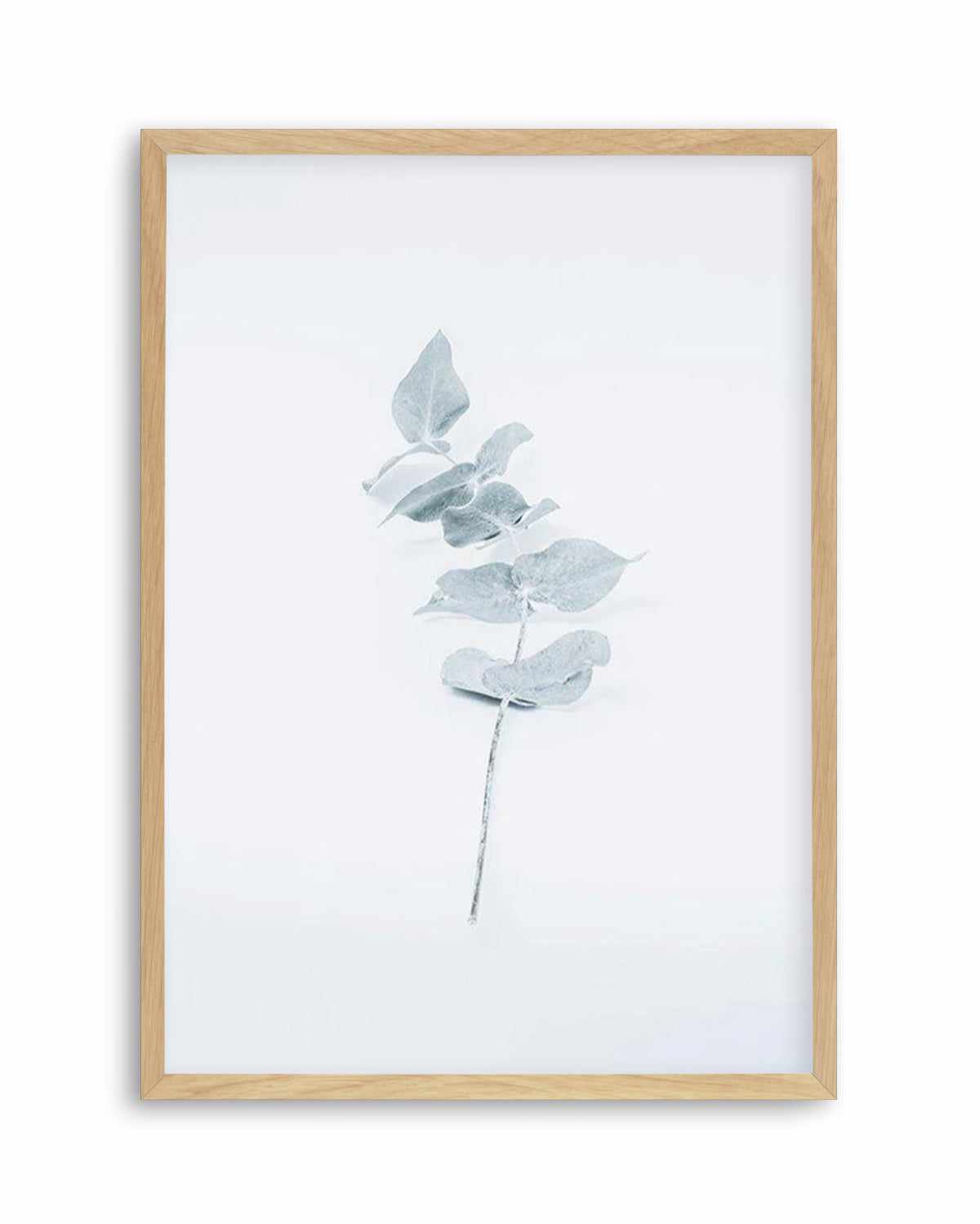 Little Eucalyptus Art Print