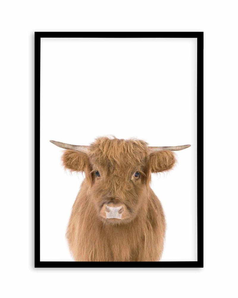 Little Highlander Cow Art Print