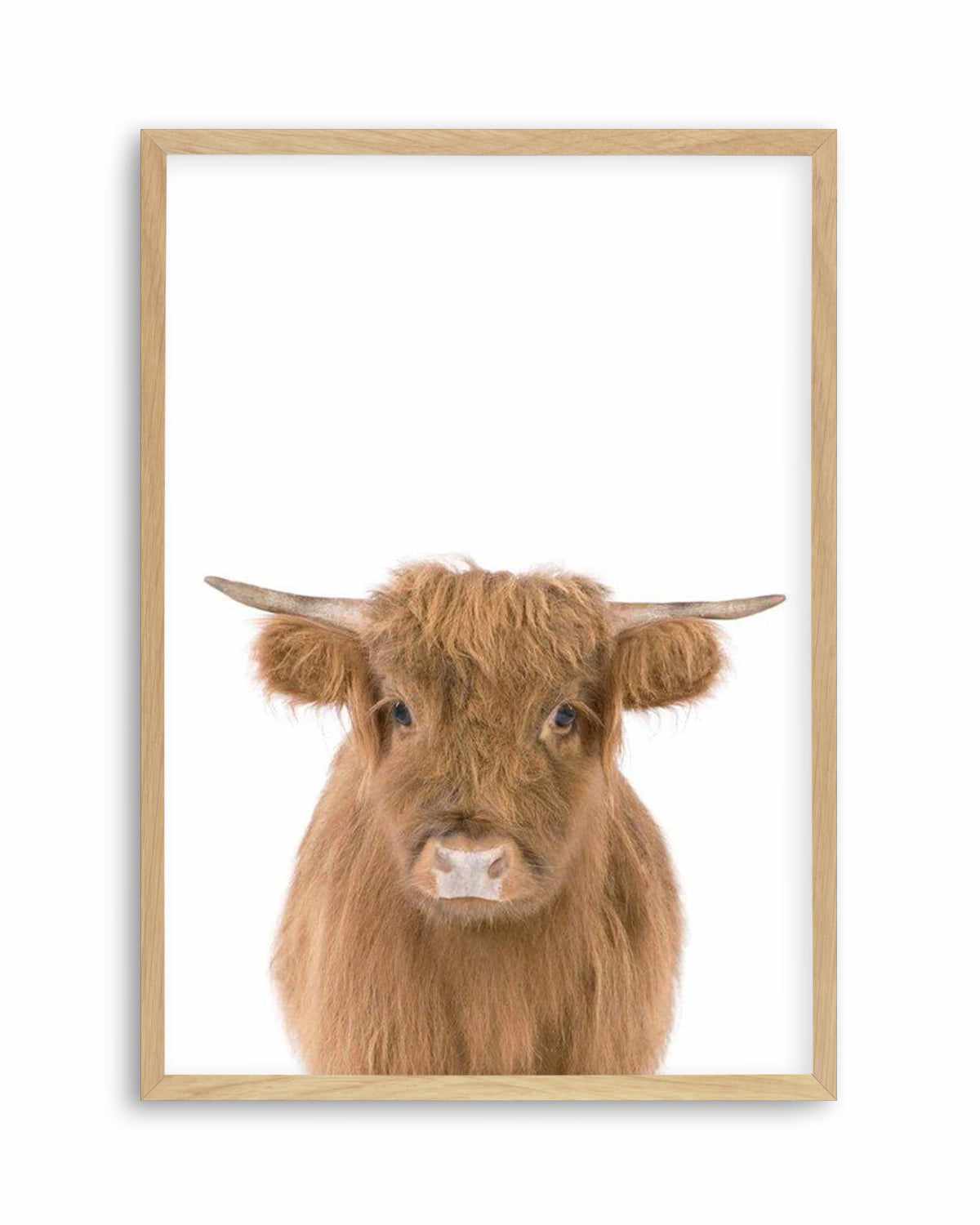 Little Highlander Cow Art Print