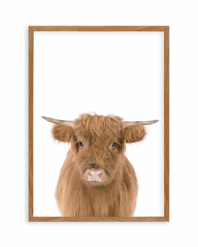 Little Highlander Cow Art Print