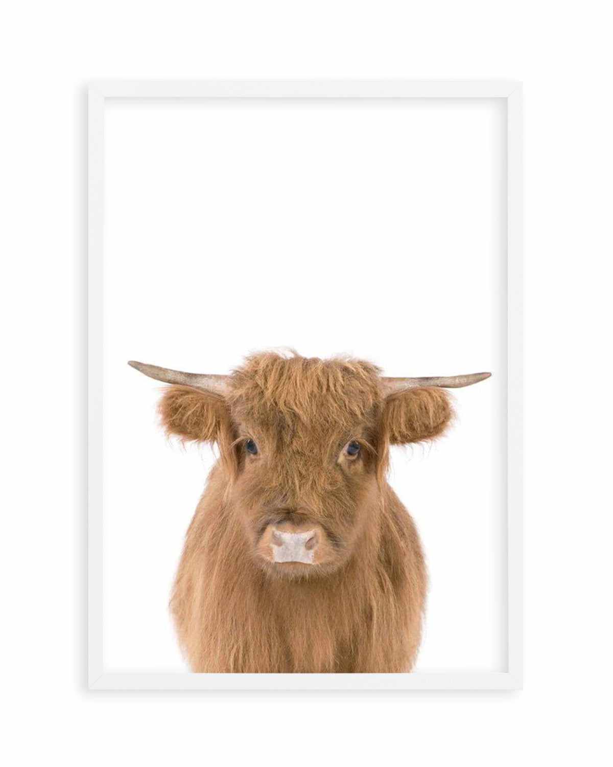 Little Highlander Cow Art Print