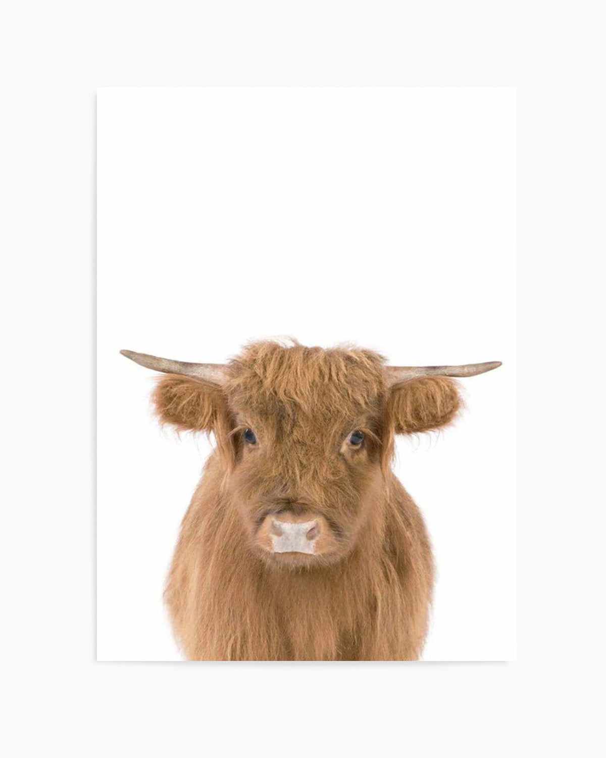 Little Highlander Cow Art Print