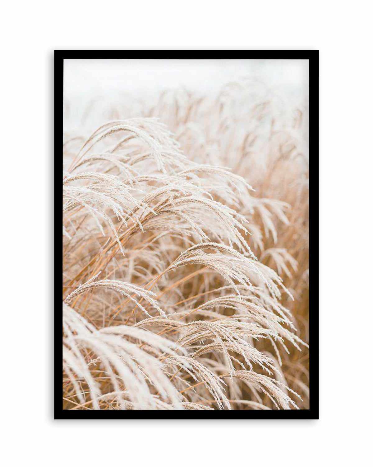 Little Pampas Art Print