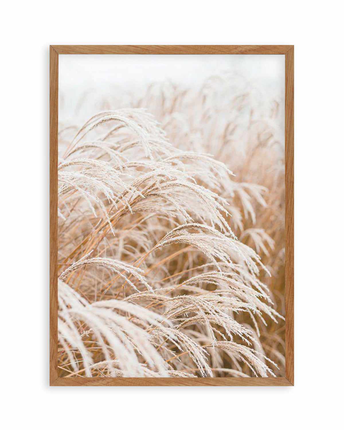 Little Pampas Art Print