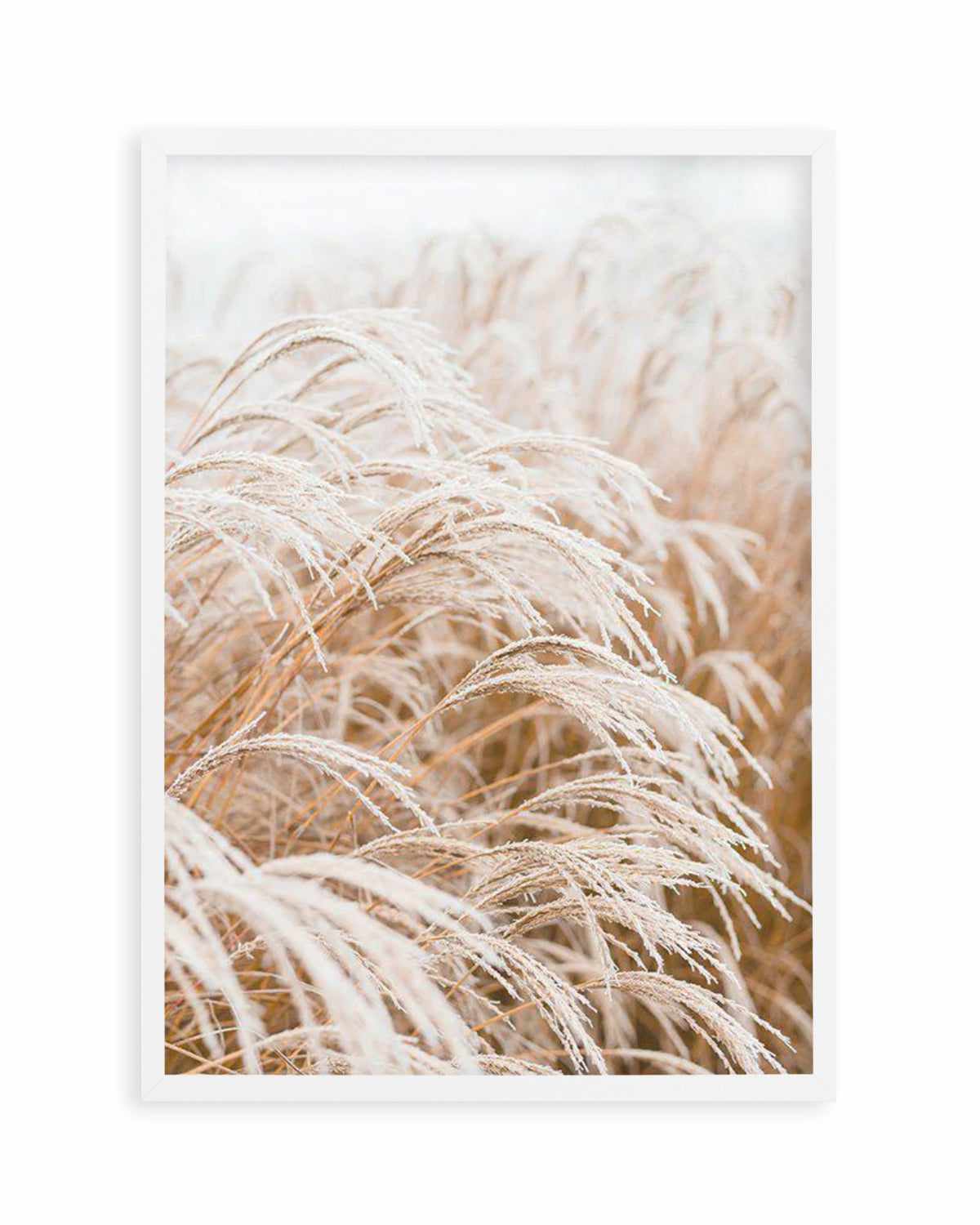 Little Pampas Art Print