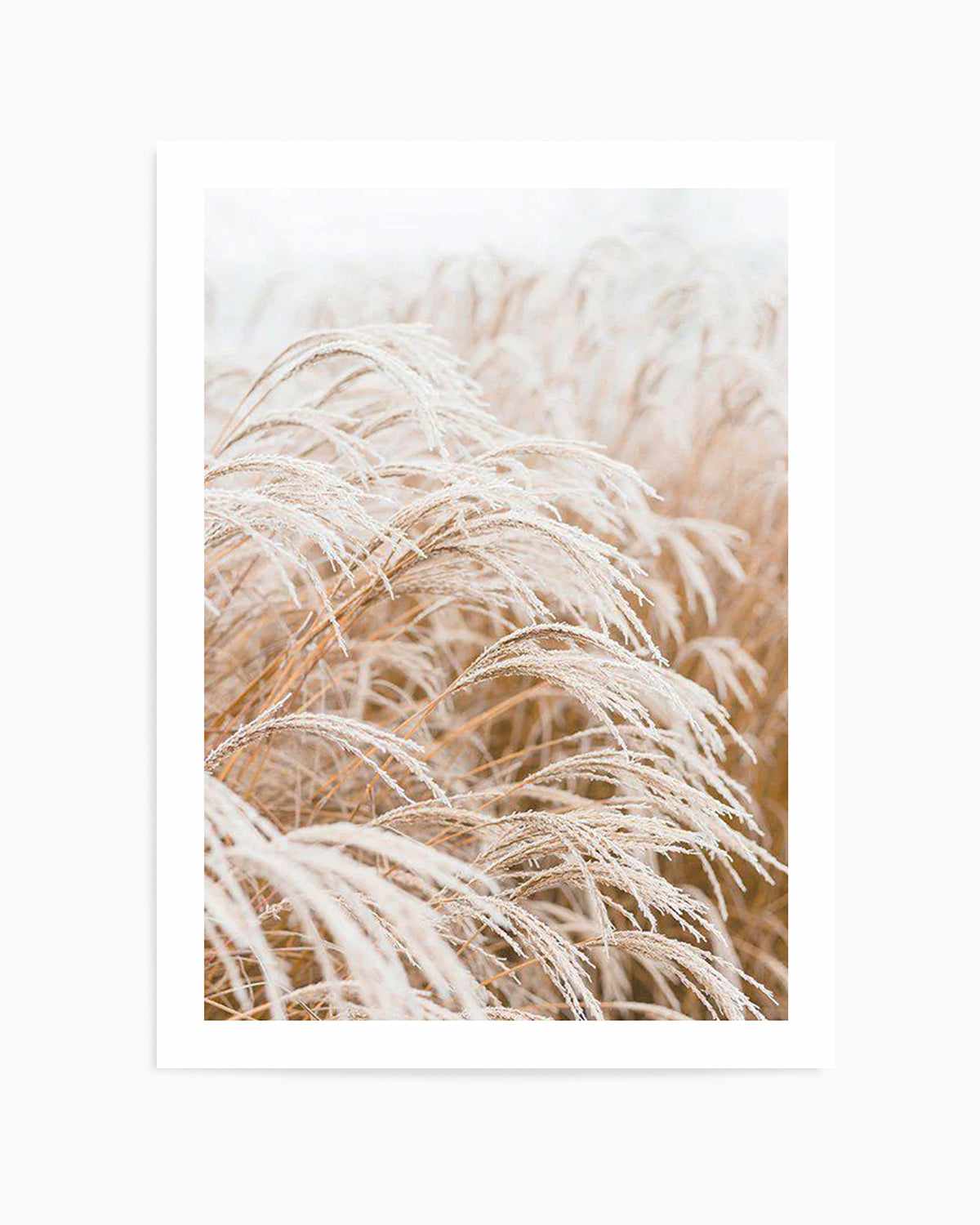 Little Pampas Art Print