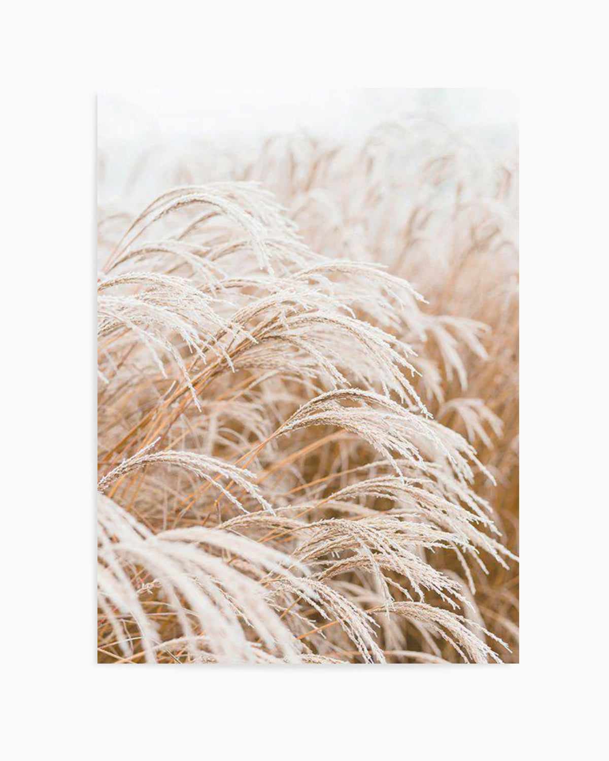 Little Pampas Art Print