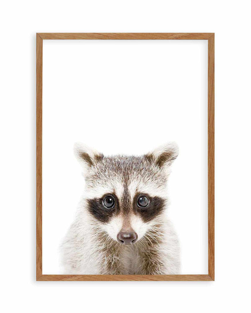 Little Raccoon Art Print