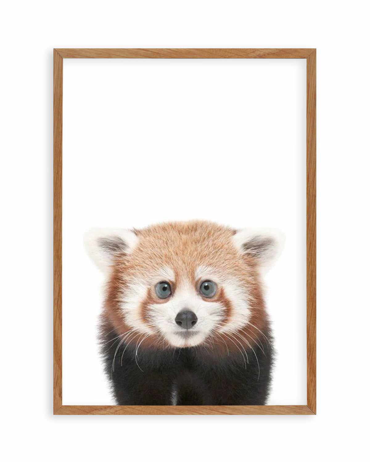 Little Red Panda Art Print