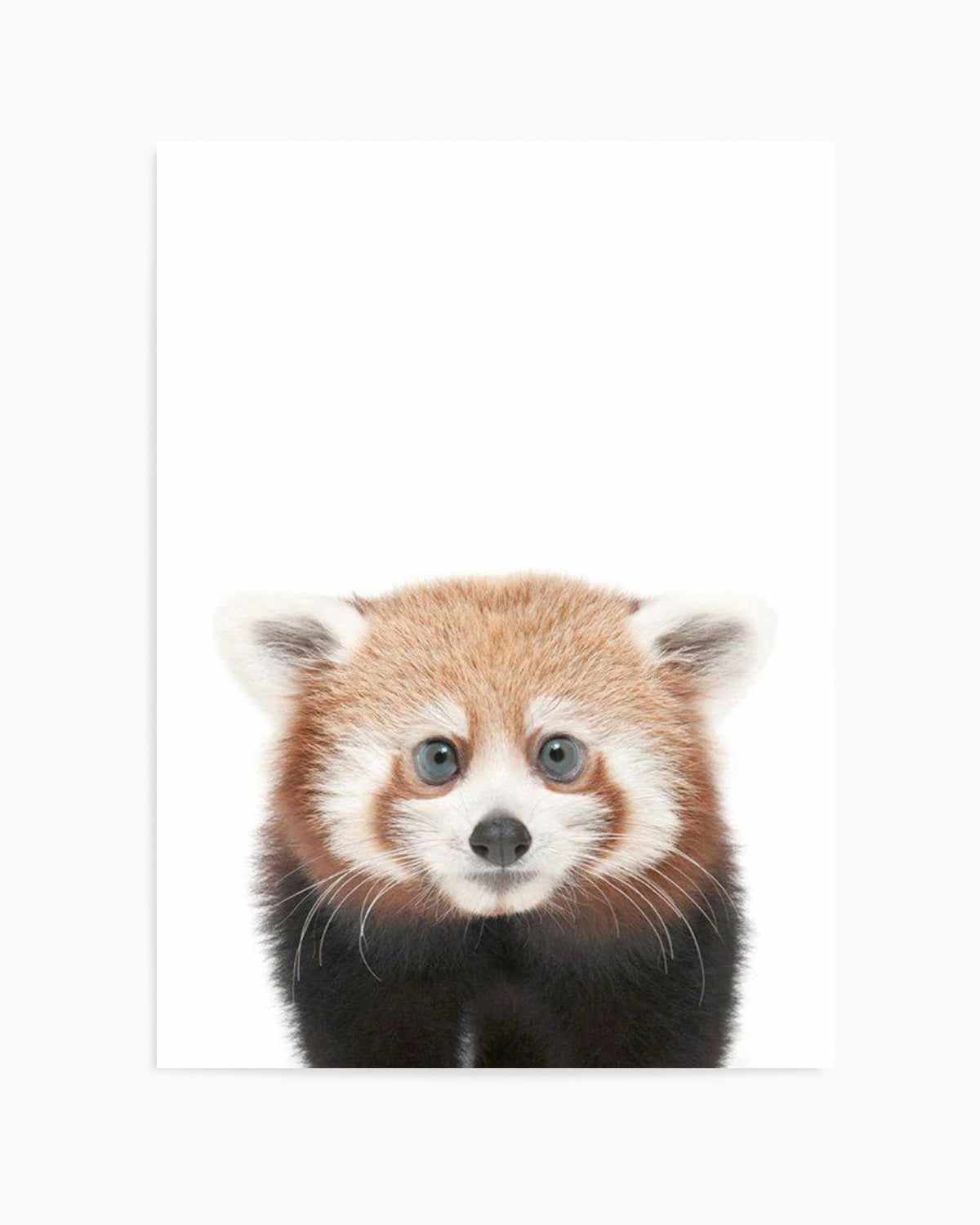 Little Red Panda Art Print