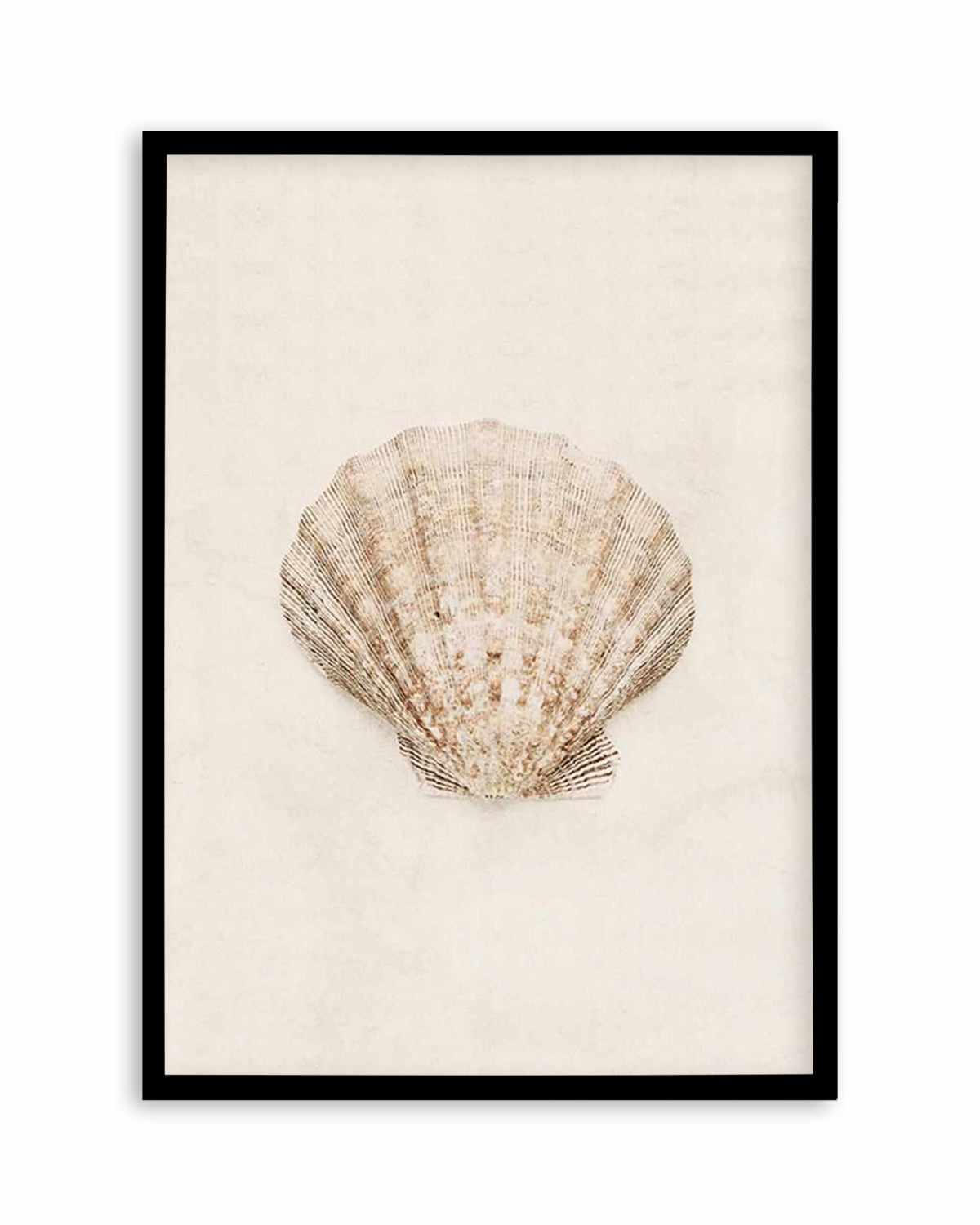 Little Seashell I Art Print